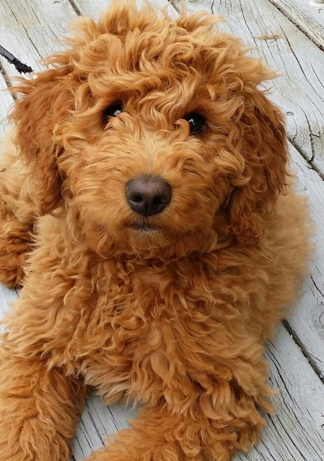 Top Dog Training Academy of Alabama - pet boarding facility in Montgomery, AL