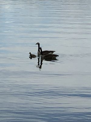 Pig Tales on Lake Lanier by null
