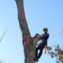 Photo of Prins Pruning & Tree Care