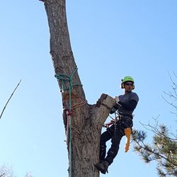 Prins Pruning & Tree Care