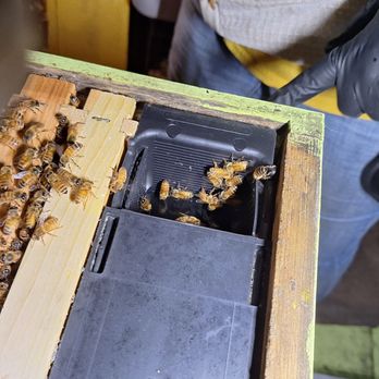 The Valley Hive - Medium frame feeder (1 gal.) sold by the Valley Hive - Honey Near Me - Chatsworth, California The Valley Hive - Medium frame feeder (1 gal.) sold by the Valley Hive - Honey Near Me - Chatsworth, California