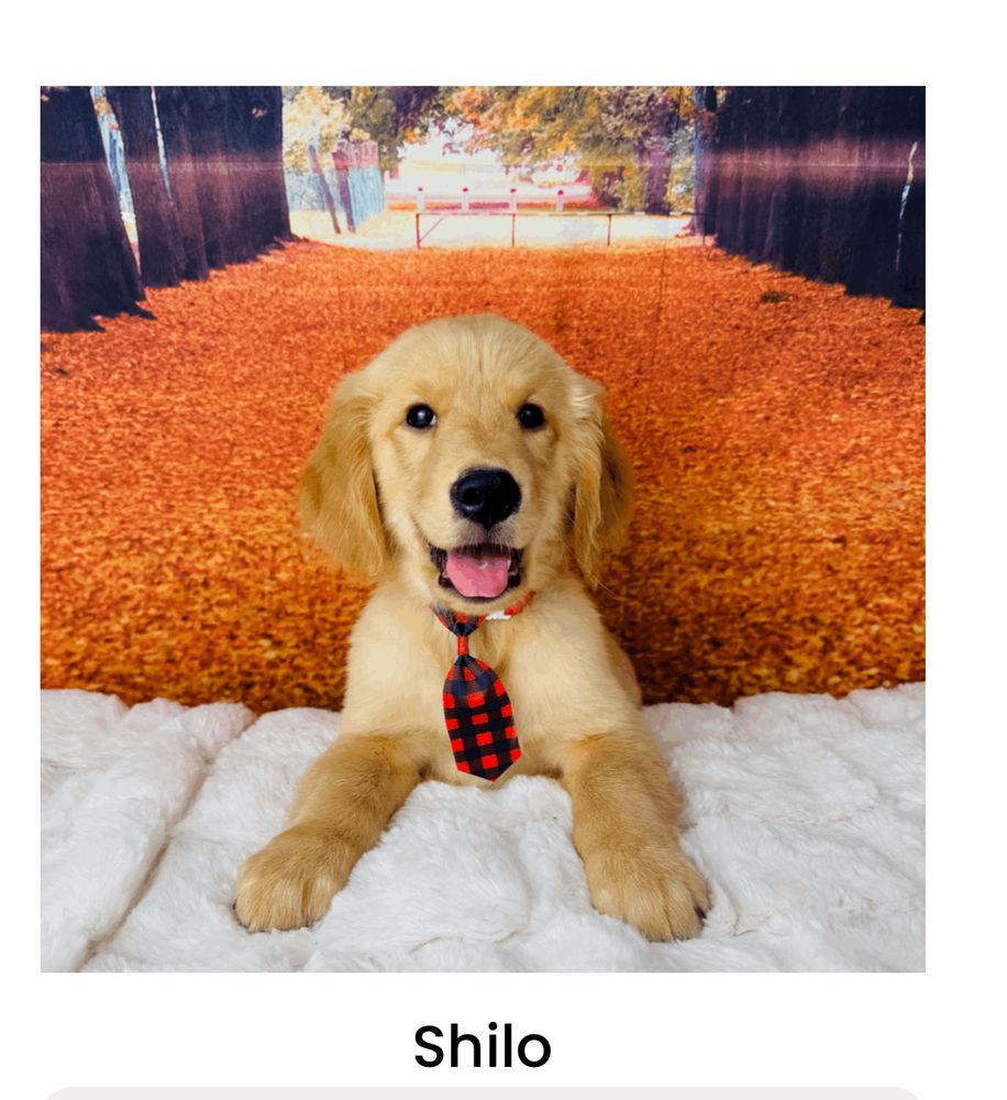 Quality Puppies USA Image