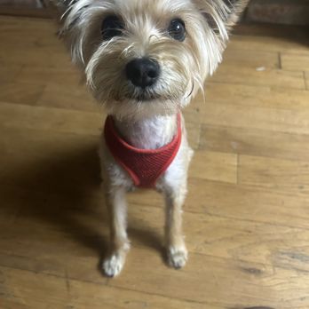 Boopin Snoots - Bibby our 1 year old yorkie - Pet Groomers Near Me - Escondido, California Boopin Snoots - Bibby our 1 year old yorkie - Pet Groomers Near Me - Escondido, California