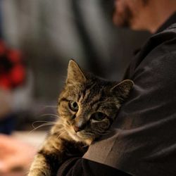 Whiskey Del Bac - Two-Row, the mouser, can usually be found wandering the racks of casks.