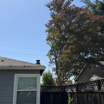Golden State Tree Care - Tree Services Near Me