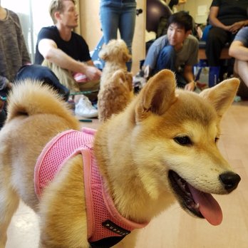Karma Dog Training - Pet Training Near Me
