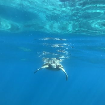 Ocean Joy Cruises - Happy Honu! - Tours Near Me - Kapolei, Hawaii Ocean Joy Cruises - Happy Honu! - Tours Near Me - Kapolei, Hawaii