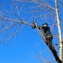 Photo of Devo's Tree & Stump removal