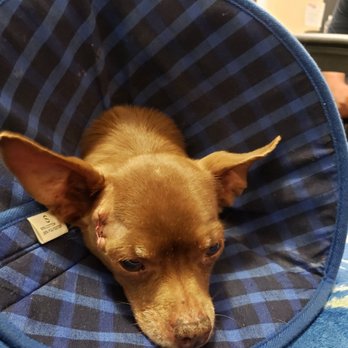 Judy Veterinary Clinic - Tumor removed on Shorty - Veterinarians Near Me - El Cajon, California Judy Veterinary Clinic - Tumor removed on Shorty - Veterinarians Near Me - El Cajon, California