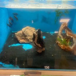 Dirty fishtanks Dirty fishtanks