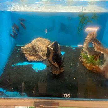 PetSmart - Dirty fishtanks - Pet Training Near Me - Las Vegas, Nevada PetSmart - Dirty fishtanks - Pet Training Near Me - Las Vegas, Nevada