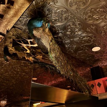 Cache - Pretty peacock. - Wine Bars Near Me - Chicago, Illinois Cache - Pretty peacock. - Wine Bars Near Me - Chicago, Illinois