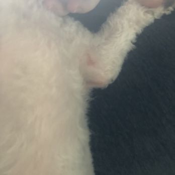 Cozy Pet - Pet Stores Near Me - North Babylon, New York