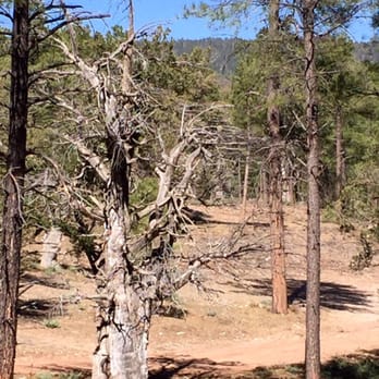 Wooden Nickel Cabins - Great trees - Hotels Near Me - Payson, Arizona Wooden Nickel Cabins - Great trees - Hotels Near Me - Payson, Arizona