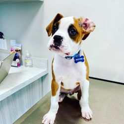 Embrace Veterinary Care - Can you believe Dexter was ever this small??