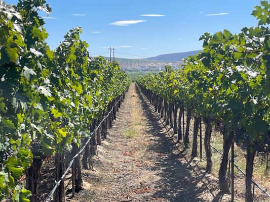 Photo of Obelisco Estate at Apple Farm Village - Woodinville, WA, US.