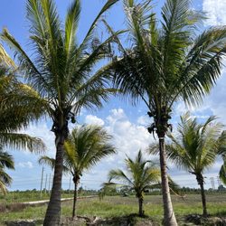 Jon Gardener - 12'- 20' coconuts ready to be installed in your home or business