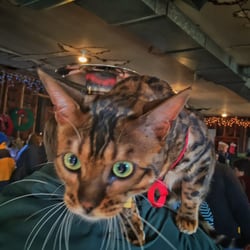 Animal Refuge League - Loki