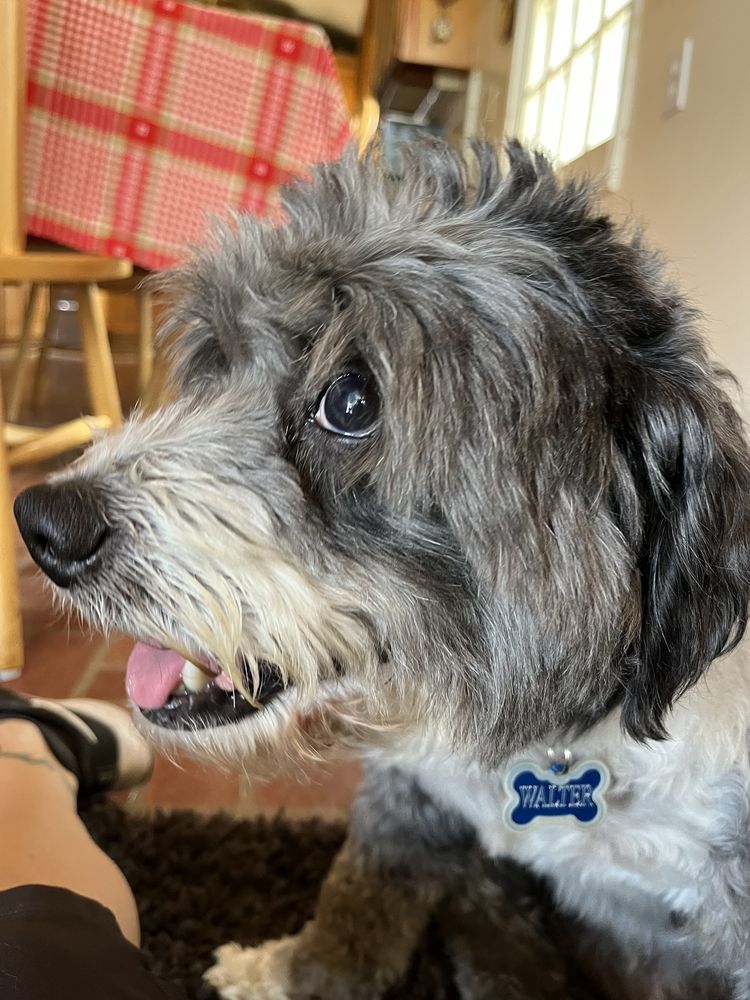 Bichons and Buddies - social services organization in Los Angeles, CA