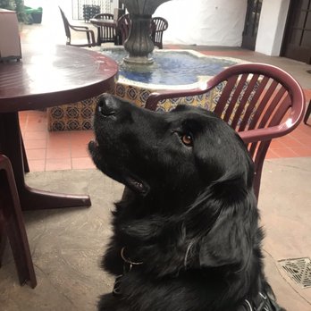 Angels Bark Dog Rescue - Animal Shelters Near Me
