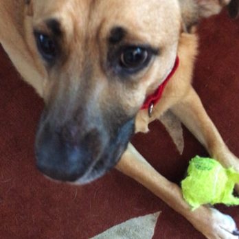PetSmart - This morning - Pet Stores Near Me - Gilroy, California PetSmart - This morning - Pet Stores Near Me - Gilroy, California