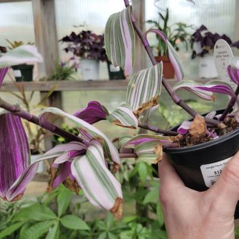 Jungle Fever Exotics - A beautiful plant with purple in the leaves... purple has become a favorite color of mine. - Nurseries & Gardening Near Me - Ruston, Washington Jungle Fever Exotics - A beautiful plant with purple in the leaves... purple has become a favorite color of mine. - Nurseries & Gardening Near Me - Ruston, Washington