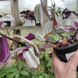 Jungle Fever Exotics - A beautiful plant with purple in the leaves... purple has become a favorite color of mine.
