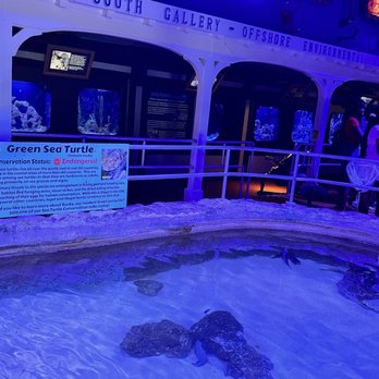 Key West Aquarium - Rockys tank size is good but being weighed down he cannot enjoy it - Aquariums Near Me - Key West, Florida