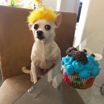 Snooty Pets - Party Hat, Cookie Monster frosted peanut butter cupcake, and a happy birthday pup! - Pet Stores Near Me - Las Vegas, Nevada