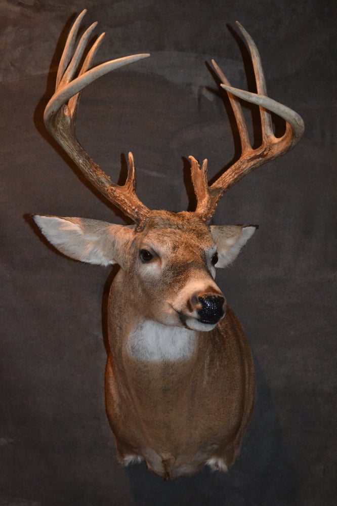 Whited Way Taxidermy - taxidermy in Shawnee, OK