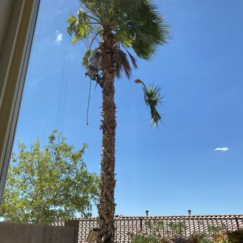 Transformers Landscaping - Fernando cutting the palms - Landscaping Near Me - Las Vegas, Nevada Transformers Landscaping - Fernando cutting the palms - Landscaping Near Me - Las Vegas, Nevada