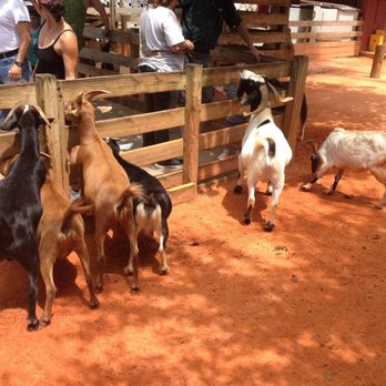 Gatorland - Petting zoo goats! - Zoos Near Me - Orlando, Florida Gatorland - Petting zoo goats! - Zoos Near Me - Orlando, Florida