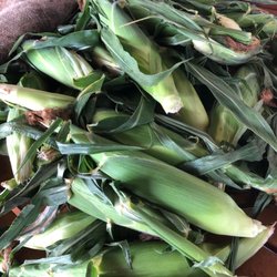Vaughan's Farm & Garden - Sweet white corn picked fresh daily Delicious!