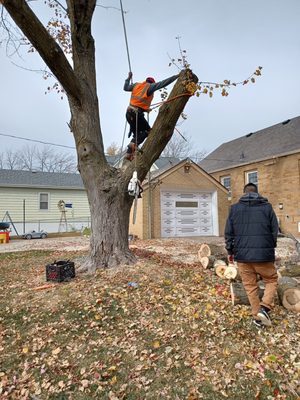 Tree Services - If you're needing tree services, call now to start a consultation! Tree Services - If you're needing tree services, call now to start a consultation!