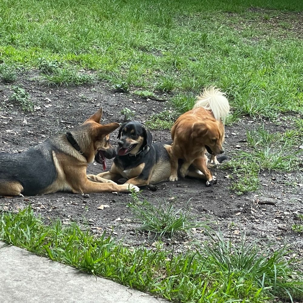 Doggie friends playing Doggie friends playing