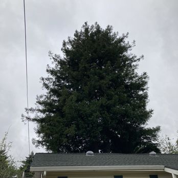 Christianson Tree Experts - The size depicting the redwood tree in the backyard - Tree Services Near Me