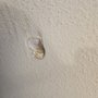 Photo of Mud Brothers Plastering