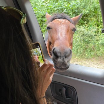 Waipio Valley Shuttle - Wild horse - Tours Near Me - Honokaa, Hawaii