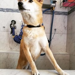 Pet Express Wash - She's a commanding force, this good girl