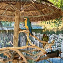 Potawatomi Zoological Society - Blue and Gold Macaw and Green Winged Macaw