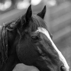 Calamigos Ranch Resort & Spa - Calamigos Guest Ranch Horse