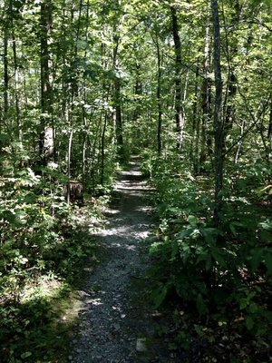 Finger Lakes National Forest by null