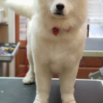 No Dogs Left Behind - Animal Shelters Near Me No Dogs Left Behind - Animal Shelters Near Me