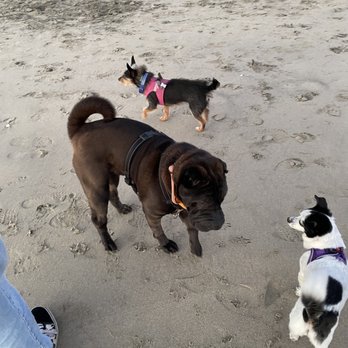 Surfer's Beach - New friends and old friends! - Beaches Near Me - Half Moon Bay, California
