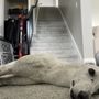 Photo of Central Carpet Care