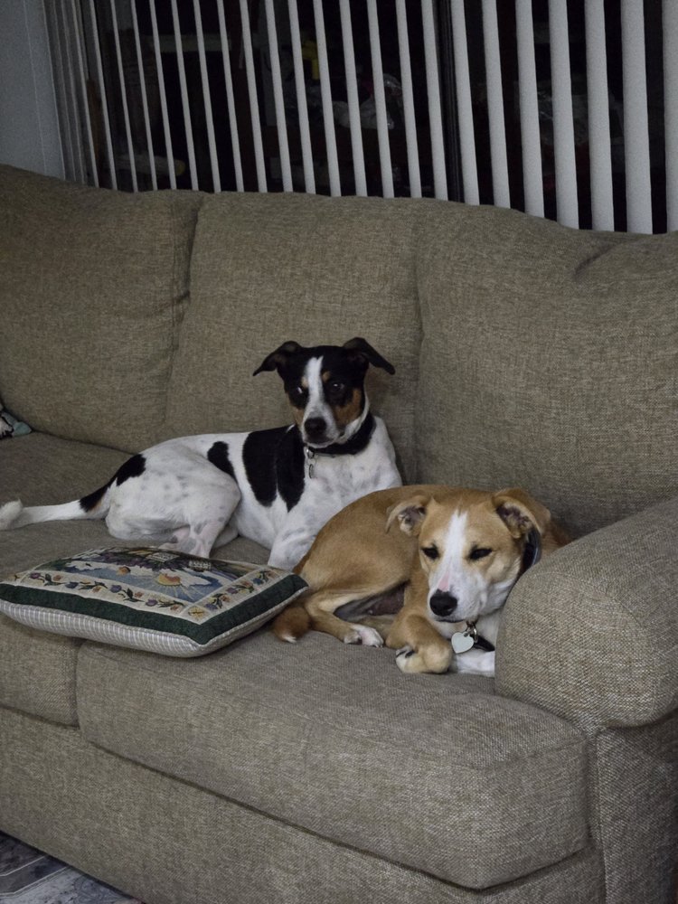 Village Pet Pals Image