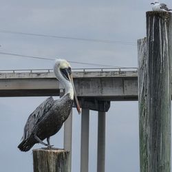 Marker 37 Marina