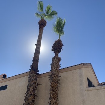 Gonzalez Tree & Palm Tree Trimming Service - After pruning - Landscaping Near Me Gonzalez Tree & Palm Tree Trimming Service - After pruning - Landscaping Near Me