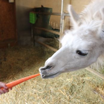 Pine Knot Guest Ranch - Feeding the llama at Pine Knot.  They love carrots! - Hotels Near Me - Big Bear Lake, California