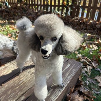 Poodle Showcase - Pet Groomers Near Me - Rockaway, New Jersey